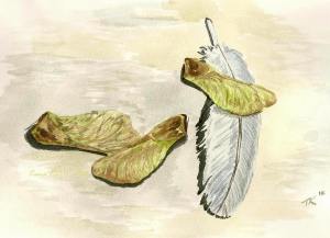 maple-seeds-feather